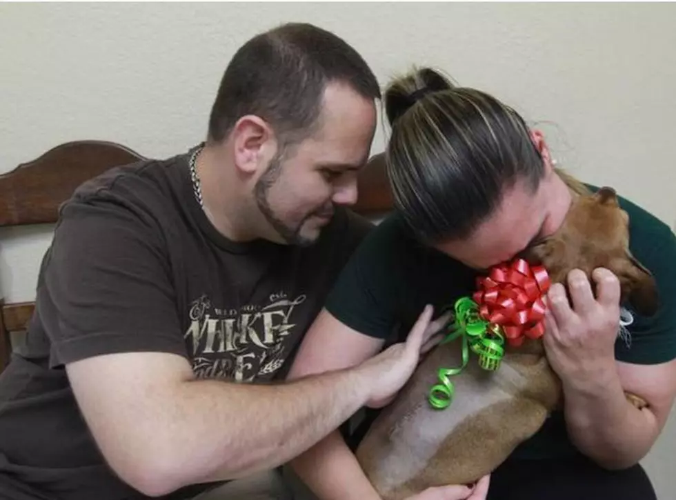 Vet Performs Free Surgery as a Christmas Gift [VIDEO]