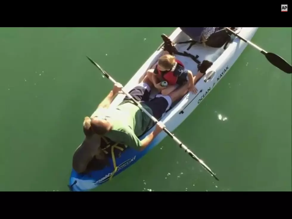Sea Lion Pup Hitches Ride With Kayakers [VIDEO]