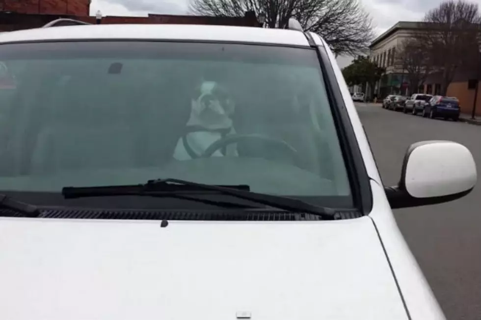 This Dog Blasts the Horn to Let Owner Know He’s Upset About Being Left in the Car [VIDEO]
