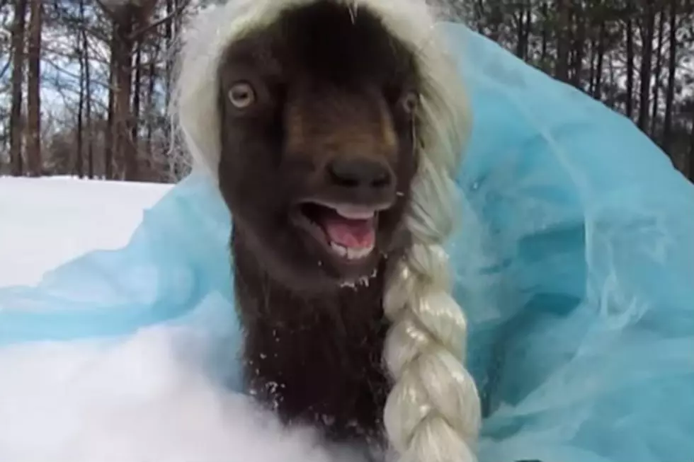 Someone Dressed a Goat Up as Elsa From &#8216;Frozen&#8217; &#8211; Because It Seemed Like a Good Idea [VIDEO]