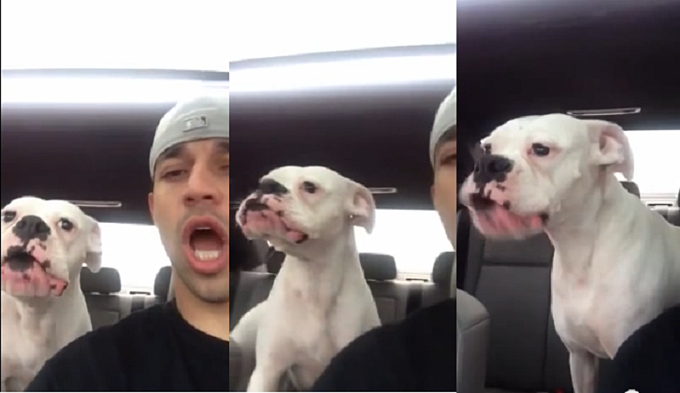Boxer Dog Mad About Leaving Dog Park [VIDEO]