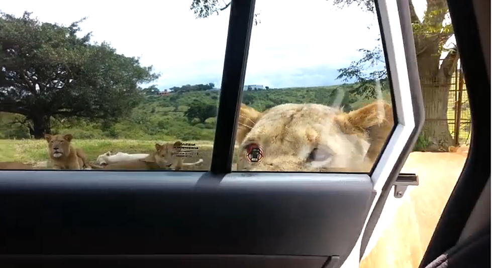 Lioness Opens Car Door With Her Mouth [VIDEO]