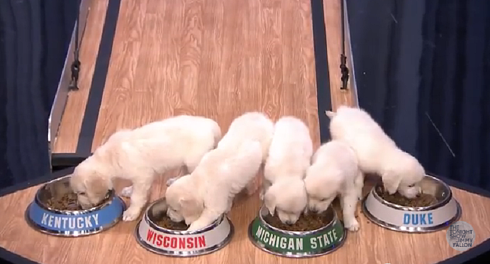 Puppies Predict MSU NCAA Victory on The Tonight Show [VIDEO]