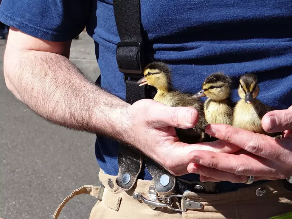 Washington Firefighters Rescue Ducklings From Storm Drain [PHOTO]