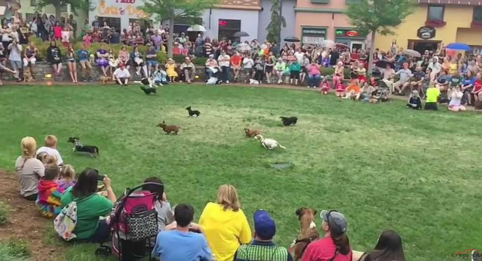 Dachshund Races at the Frankenmuth Dog Bowl…in Slow Motion [VIDEO]