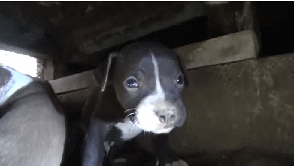 Pit Bull Puppies Rescued from Under House in California, Caught On Camera [VIDEO]