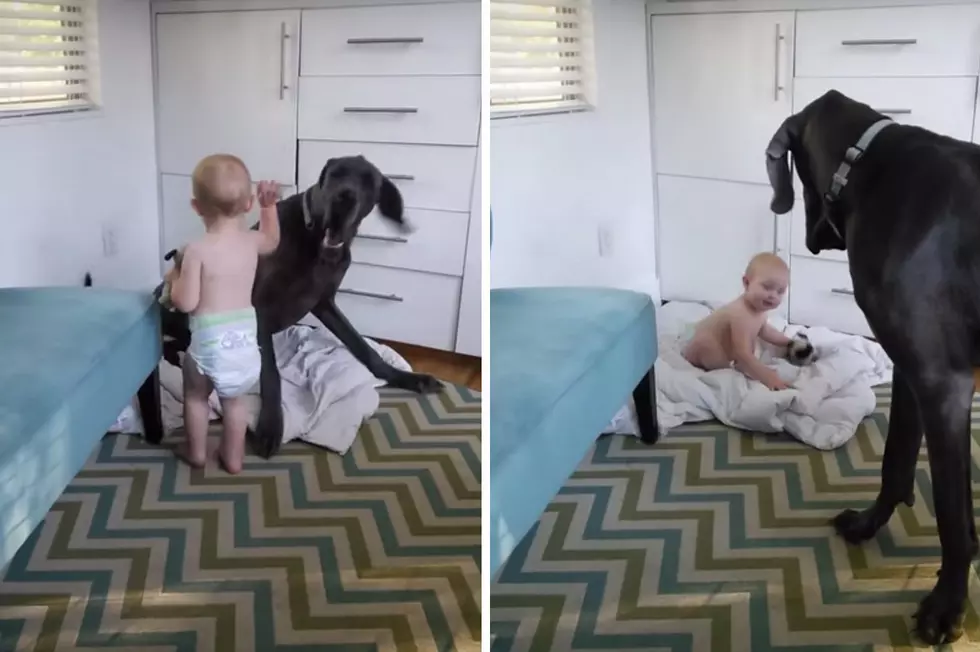 Baby Shows Great Dane Who’s Boss [VIDEO]