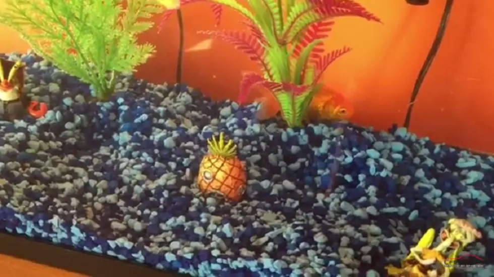 Rest In Peace, Goldie the Goldfish [VIDEO]