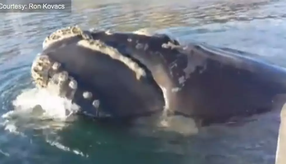 Fisherman Helps A Whale Covered in Plastic Bags [VIDEO]