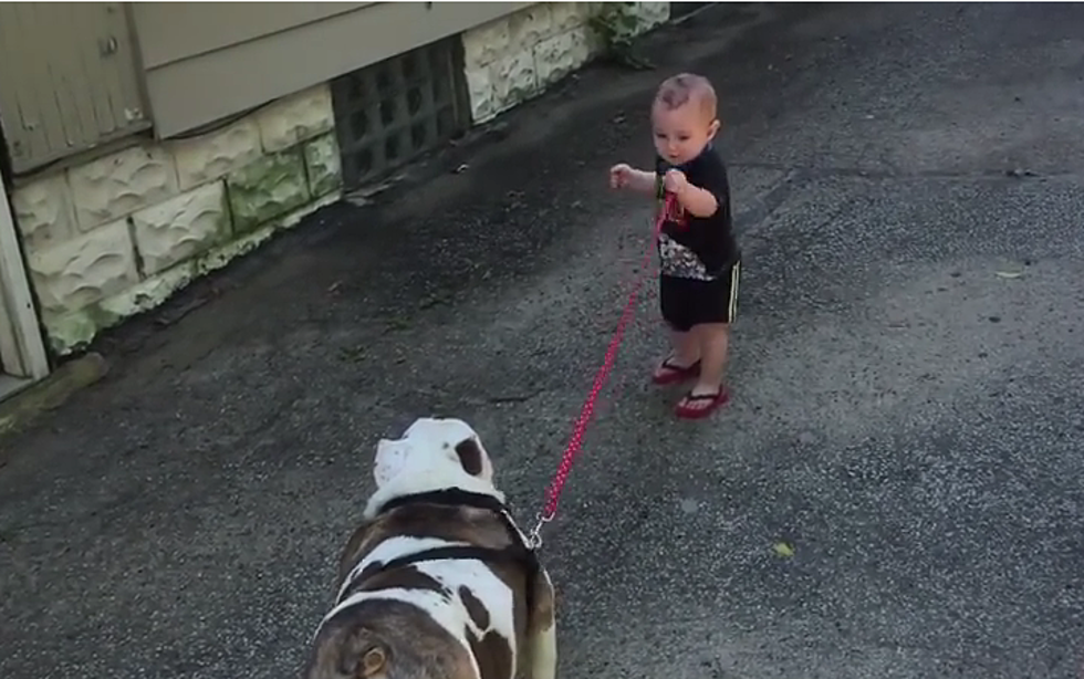 Adorable Little Boy Can’t Walk His Bulldog [VIDEO]