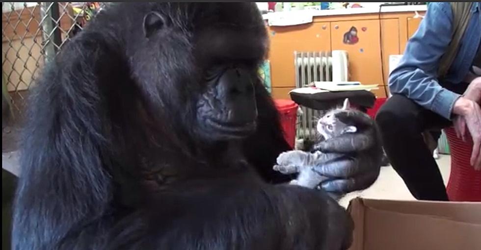 The Good News: Koko the Gorilla Gets Kittens for her Birthday [VIDEO]