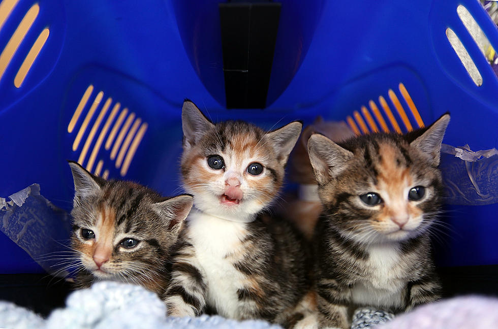 Uber Is Delivering Shelter Kittens for Playtime Today!