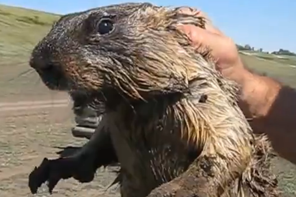 This Marmot’s Scream is Ear-Piercing and Unsettling [VIDEO]