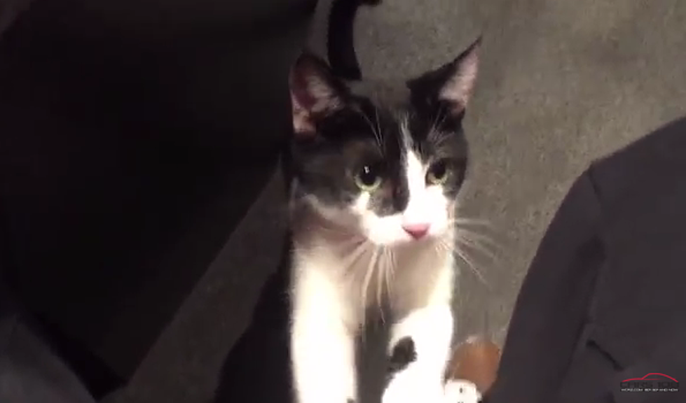 Meet Gigi and Kitty Cat: AJ’s Animals – November 9th, 2015 [VIDEO]