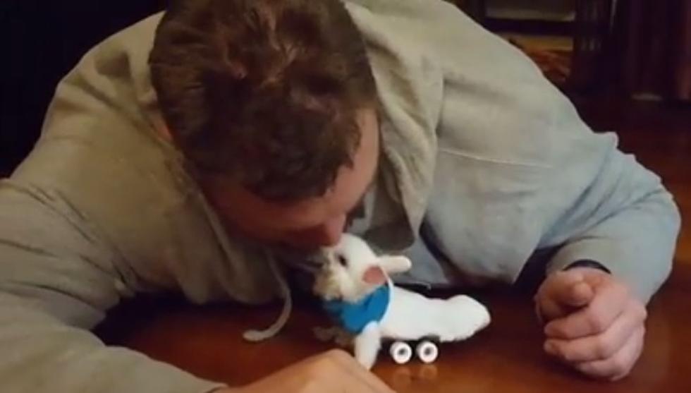 The Good News: Woman Makes Tiny Wheelchair for Paralyzed Bunny [VIDEO]