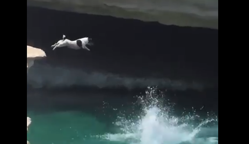 Man Dives Off Cliff, His Dog Jumps In After Him [VIDEO]