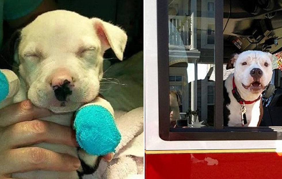 The Good News: Pit Bull Burned in a Fire is Now the Fire Department Mascot [VIDEO]