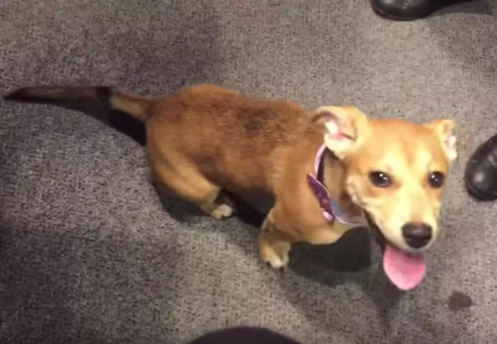 Meet Roxy! AJ’s Animals for Monday, March 7th [VIDEO]