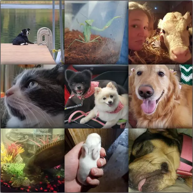 Your Photos From &#8216;National Pet Day&#8217; Are Adorable! [PHOTOS]