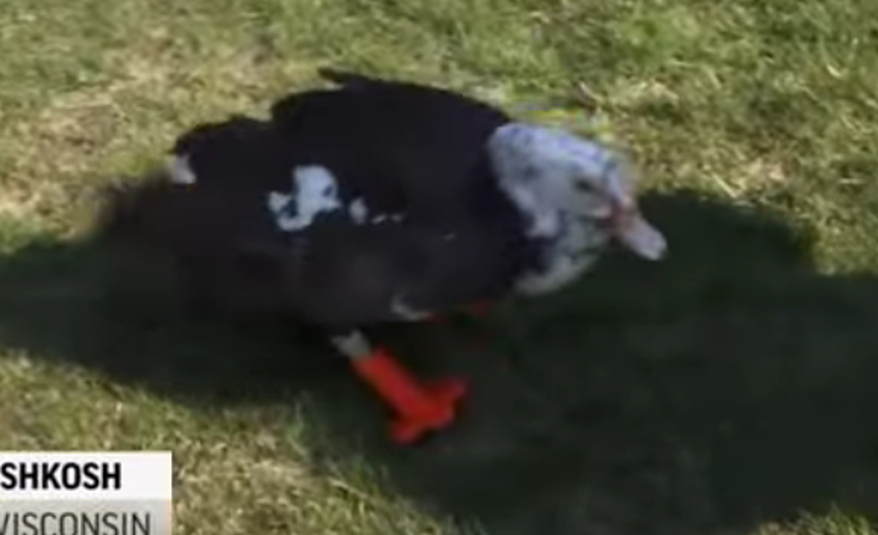 The Good News: Wisconsin Teacher Makes 3D Feet for Injured Duck [VIDEO]