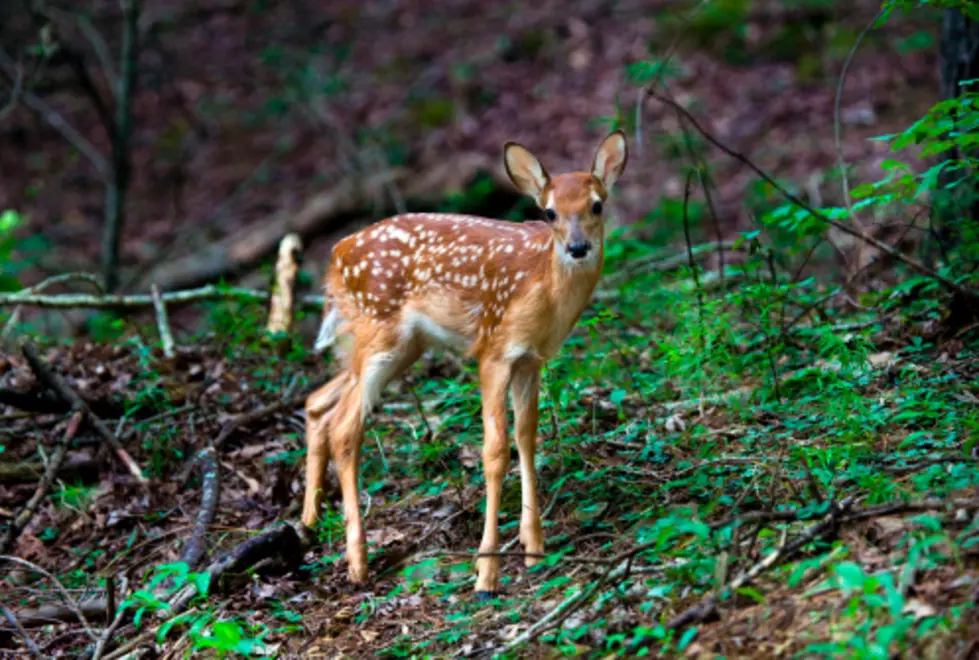 Michigan Woman Takes Fawns From Woods, Posts Pics on Facebook [VIDEO]