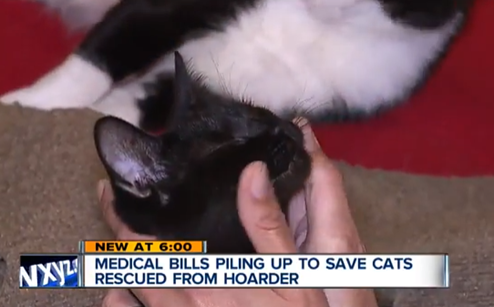 54 Cats Rescued from Detroit Hoarder’s Home [VIDEO]