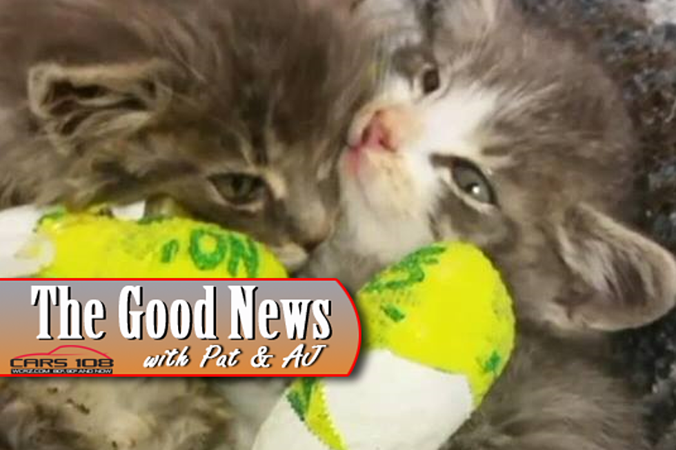 Photographer Rescues Kittens from Brush Fire – The Good News [VIDEO]