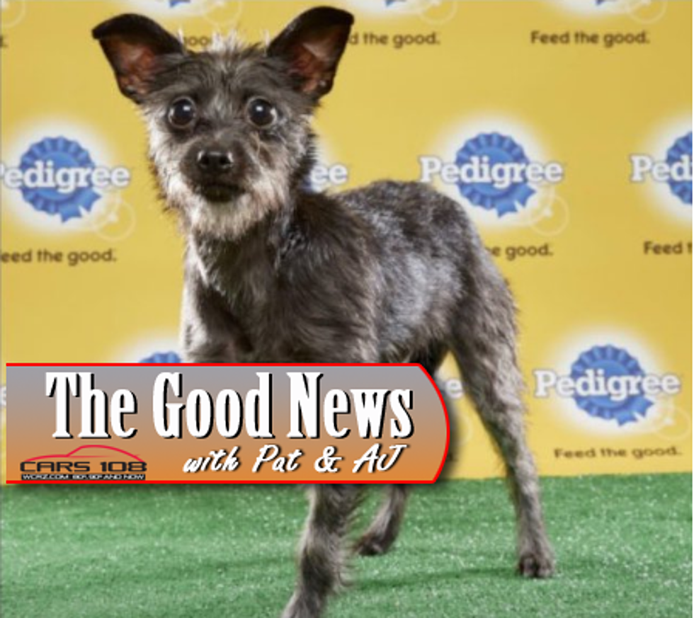 Puppy Bowl Will Feature Three Dogs with Special Needs – The Good News [VIDEO]