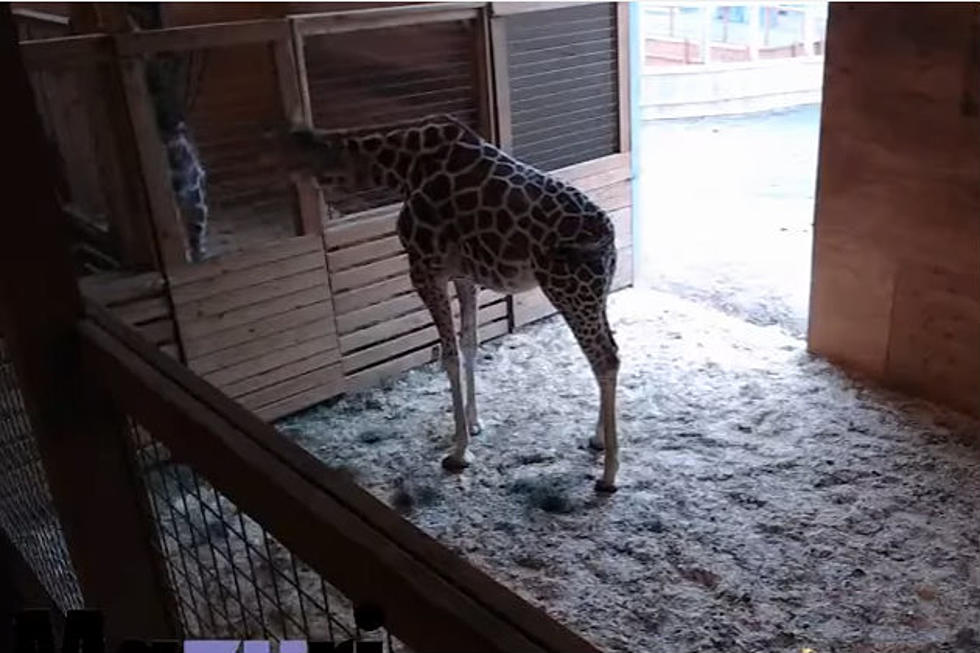 We Might All Be Addicted to The Animal Adventure Park Giraffe Cam [VIDEO]