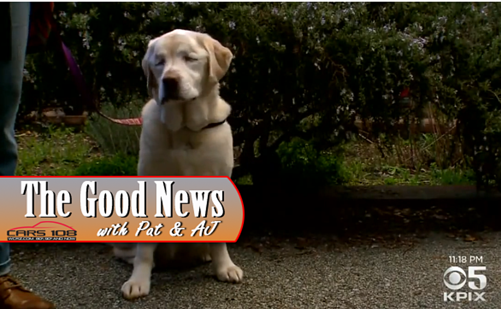 Blind Dog Found, Rescued in California Mountains – The Good News [VIDEO]