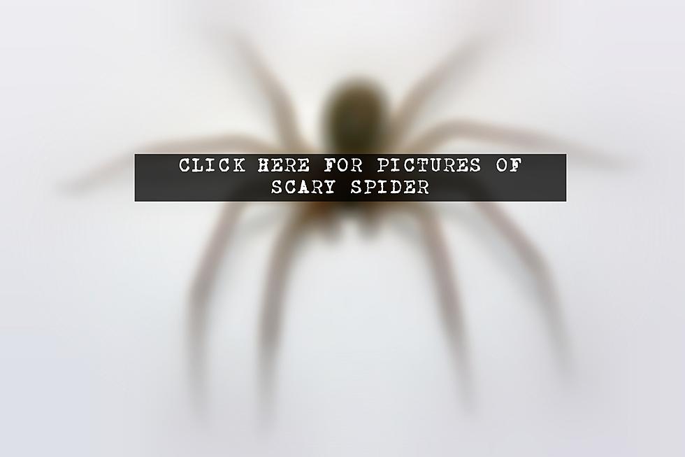 Brown Recluse Spiders Found in Davison [PHOTO]