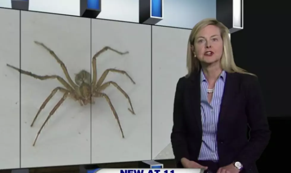 Saginaw Woman Treated for Brown Recluse Spider Bite [VIDEO]