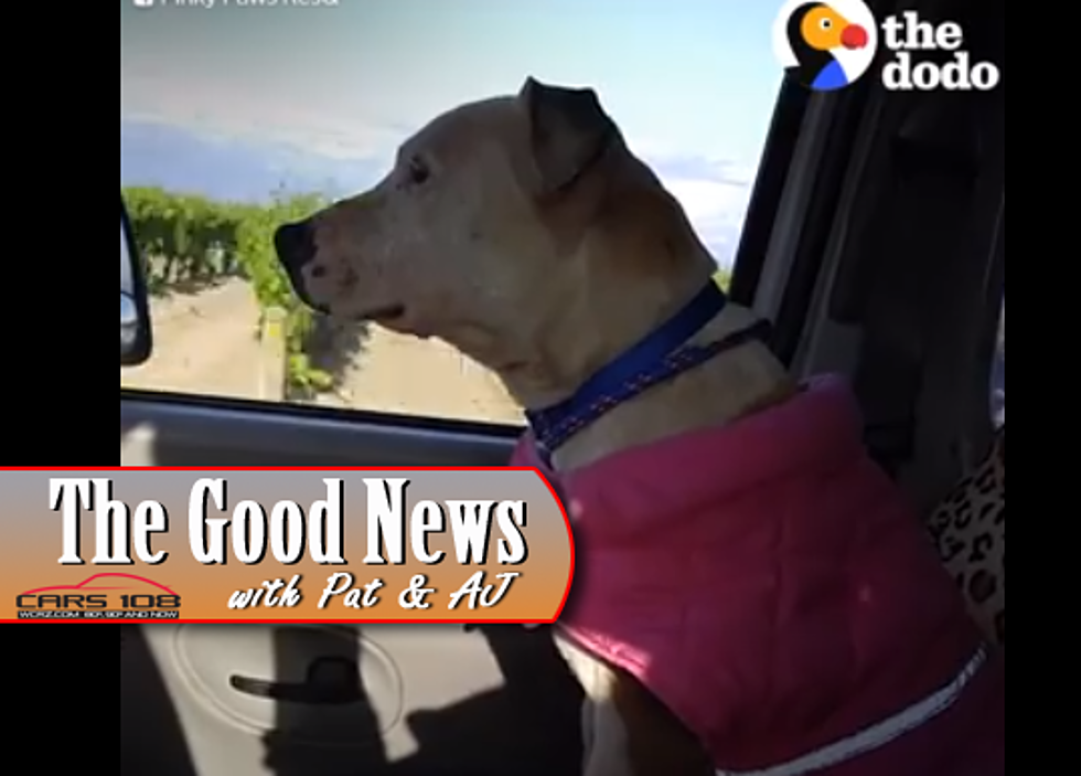 Dog Leads Rescuers to her Litter of Puppies in California – The Good News [VIDEO]