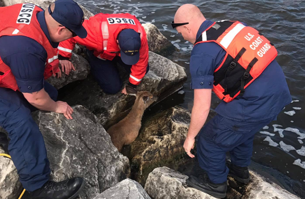 Trapped Pregnant Deer Saved by Coast Guard in Manistee – The Good News [PHOTOS]