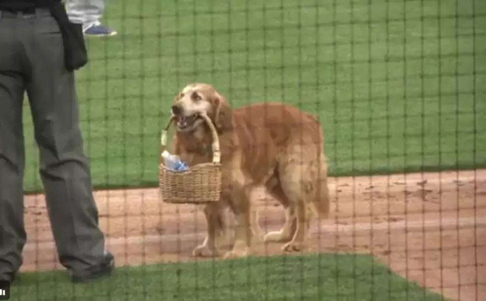 Dog Delivers Water to Umpires for Indiana Minor League Team [VIDEO]