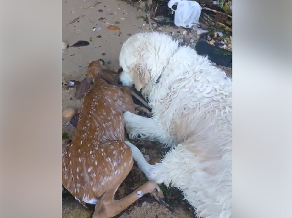 You MUST See This Dog Rescue a Baby Deer Out of the Water [VIDEO]
