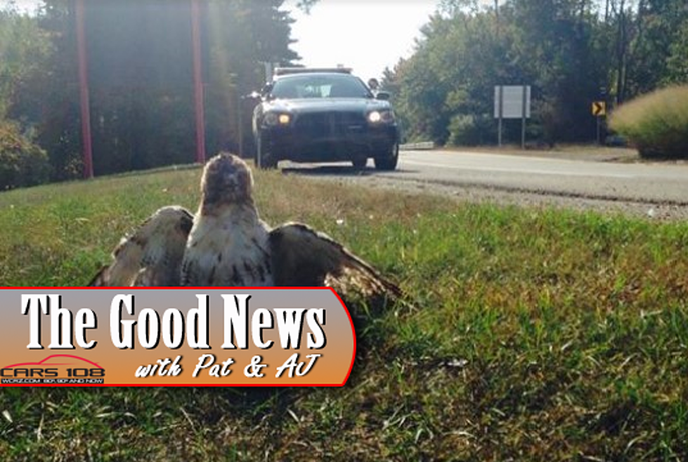 Midland Police Rescue a Red-Tailed Hawk – The Good News [PHOTO]