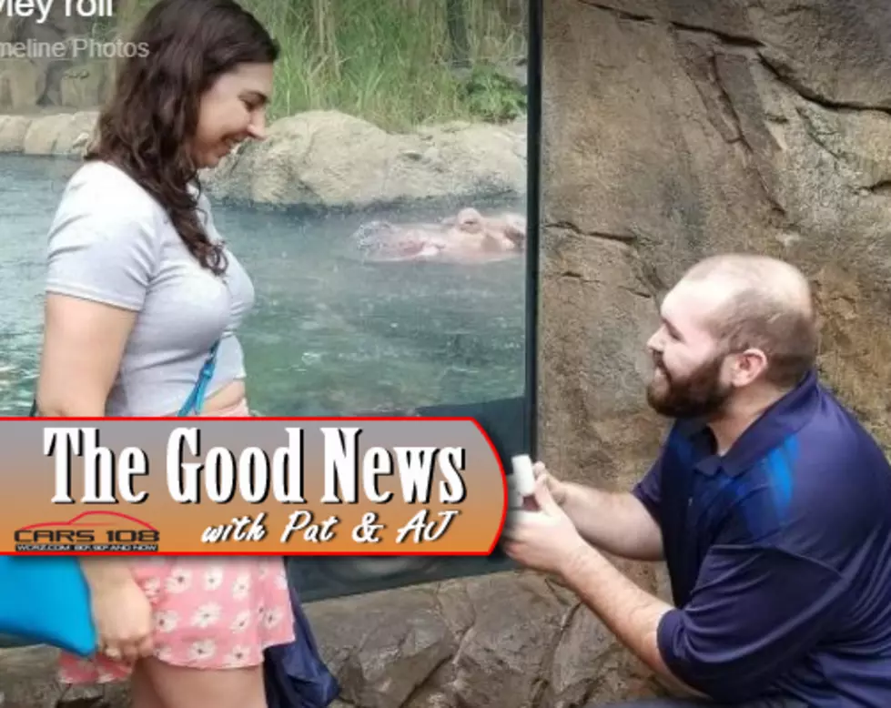 Fiona the Hippo Photobombs Engagement at Cincinnati Zoo &#8211; The Good News [PHOTO]