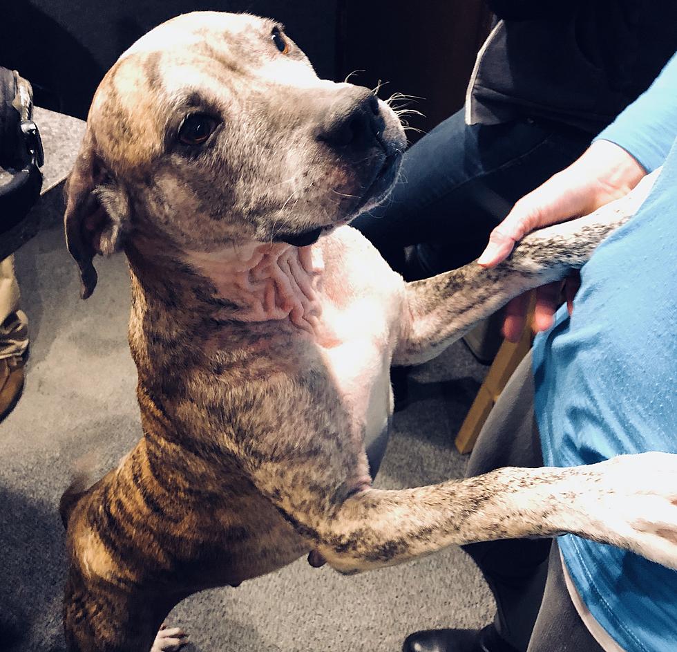 Look At This Beautiful Brindle! AJ’s Animals for Monday, November 13th [VIDEO]