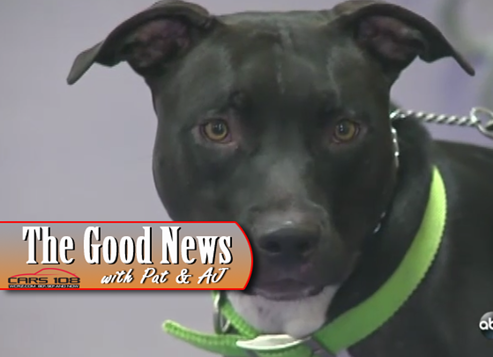 All About Animals Low-Cost Pet Clinic Open in Flint – The Good News [VIDEO]