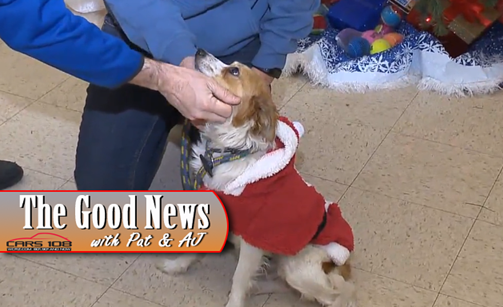 Free Holiday Adoptions at Genesee County Animal Shelter – The Good News [VIDEO]