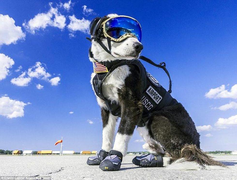 Piper, the Traverse City Airport Dog, Has Died 