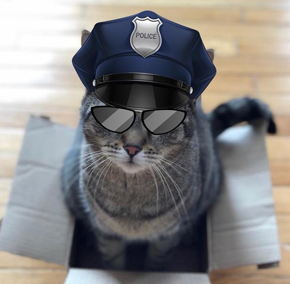 Troy Police Dept. Picks 'Police Cat' from Michigan Humane Society