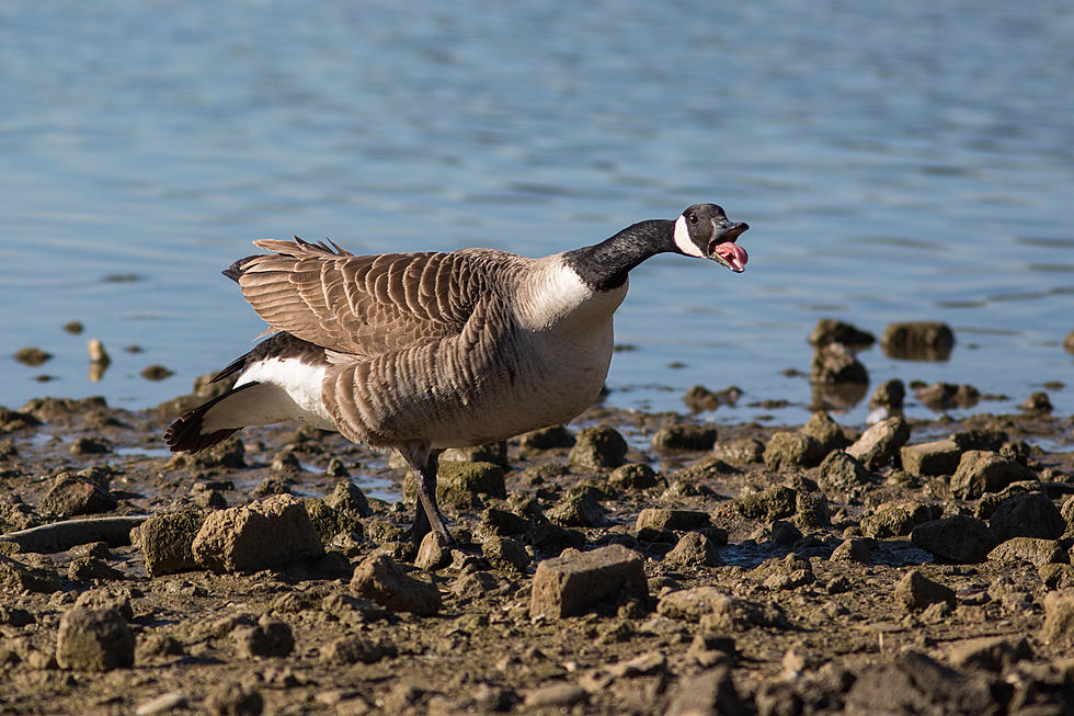 Michigan High School Golfer Attacked By Goose And OMG THE PICS