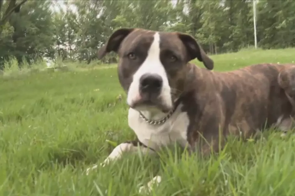 Michigan Family Credits Family Dog for Little Boy&#8217;s Safe Return [VIDEO]