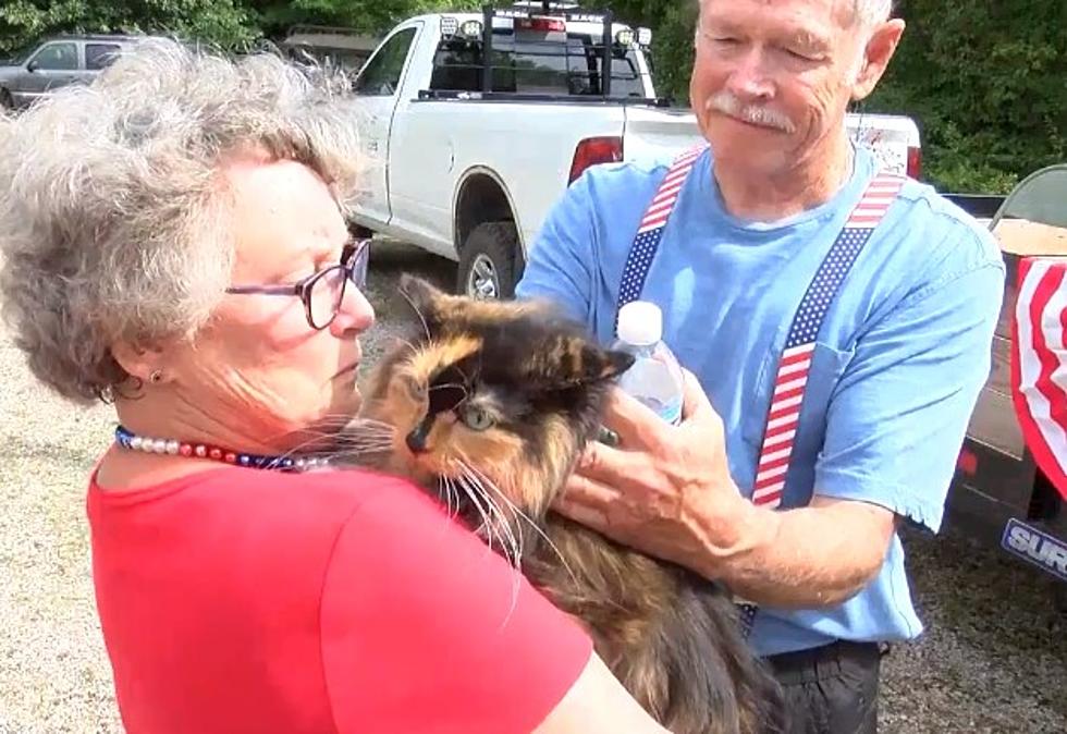 Michigan Town Has Elected a Cat for Mayor [VIDEO]