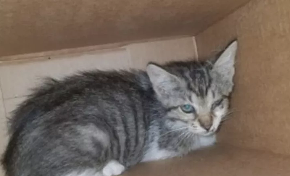 Frankenmuth PD Investigating Bag of Kittens Thrown From Car 