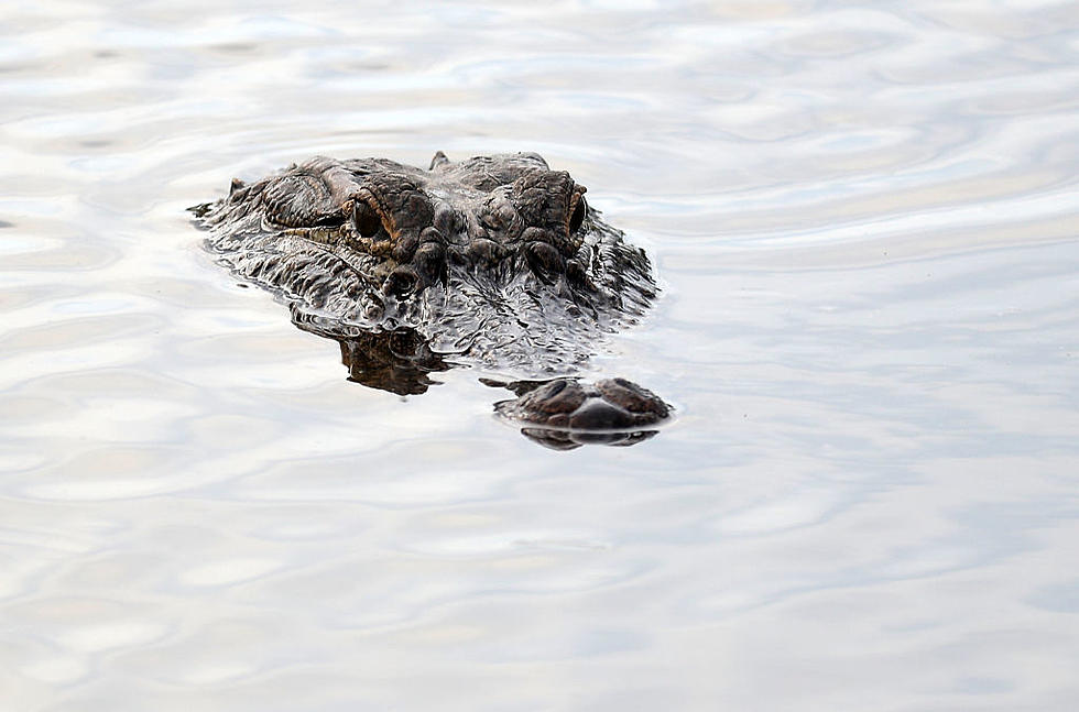 Alligator Found in Lake Michigan