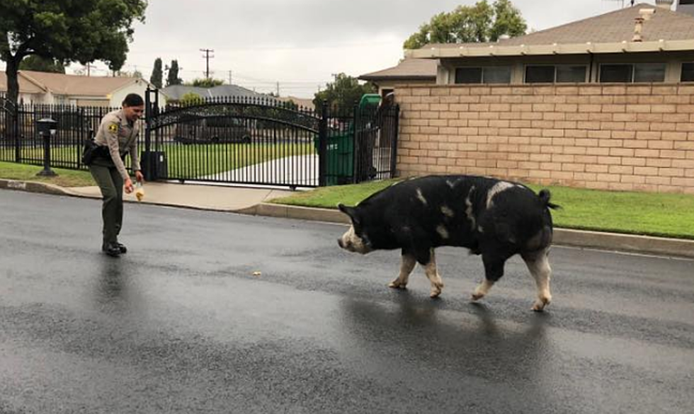 Watch Police Use Doritos To Lure a Lost Pig Back Home [VIDEO]