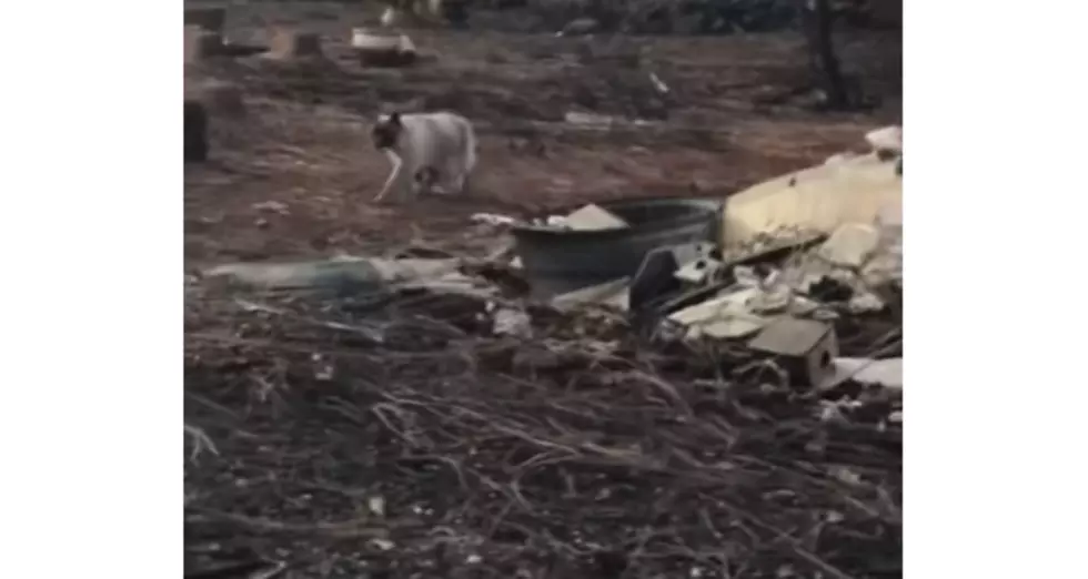 California Family Finds Cat a Month After Wildfire [VIDEO]